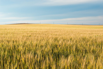 a field of Golden wheat with a stormy sky above it