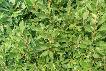 fresh green foliage of a laurel bush