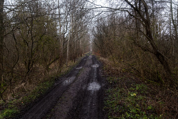 Fototapeta na wymiar forest track in Poland