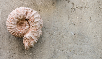 Concrete wall with petrified ammonite