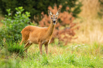 Alert roe deer, capreolus capreolus, doe chewing with open mouth on summer meadow with green grass. Cute female mammal with orange fur and large ears listening attentively and facing camera in nature