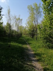 Obraz premium Peaceful road path with trees