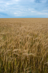 a field of Golden wheat with a stormy sky above it