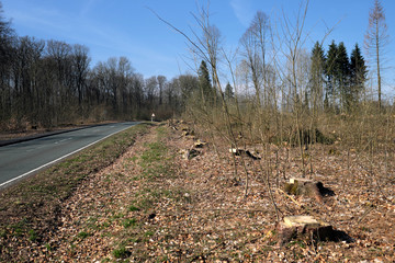 Abgeholzter Wald mit Nadelbäumen und Baumstümpfen bei Niederelbert im Westerwald im März 2020 - Stockfoto