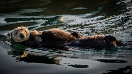 Obraz premium Sea Otters: Mommy and Baby sunbathing