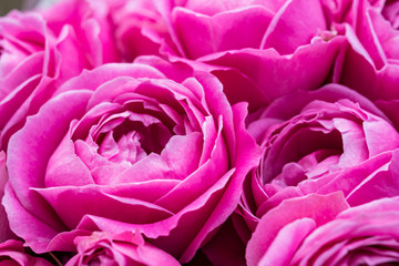 Closeup of vibrant pink ranunculus blossoms in soft light
