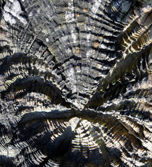 Wooden texture.Cross section of a very old log.