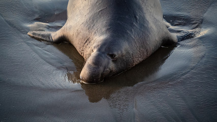 Elephant Seals of San Simeon. Males fighting for dominating