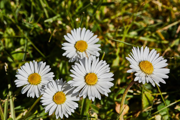 Obraz premium gänse blümchen