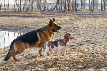 German Shepard and beagle dogs walking in the lakeshore outdoor No people 