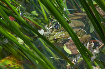 Perez's frog Pelophylax perezi in a pond. La Lajilla. The Nublo Rural Park. Aldea de San Nicolas de Tolentino. Gran Canaria. Canary Islands. Spain.