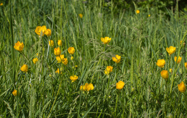 Organic park or green meadow with beautiful buttercups and wildflowers
