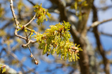 Flowers and leaves of an oak during spring