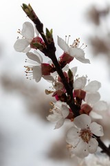 spring apricot blossom