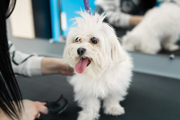 A white dog gets a haircut at a barbershop. Bolonka Bolognese