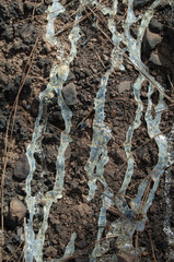 Resin of Canary Island pine Pinus canariensis. Inagua. The Nublo Rural Park. Aldea de San Nicolas de Tolentino. Gran Canaria. Canary Islands. Spain.
