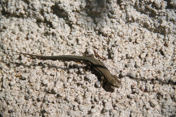 Brown common brown lizard on a wall in the garden