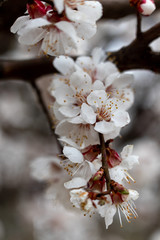apricot tree blossom