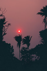 atardecer entre las palmas