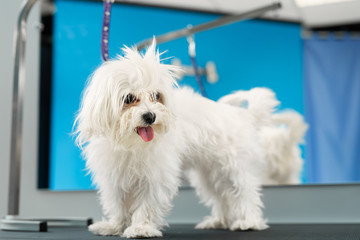 A white dog gets a haircut at a barbershop. Bolonka Bolognese