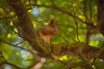 Naklejka na ściany i meble Beautiful red american squirrel sitting in forest