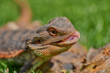 bearded dragon (Bartagame) while eating a dandelion flower in the sunshine