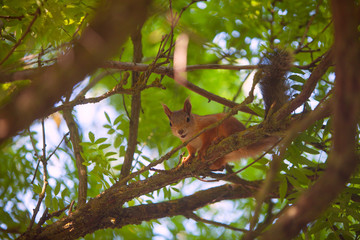 Beautiful red american squirrel sitting in forest