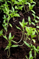 tomato seedling growing from soil
