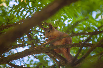 Beautiful red american squirrel sitting in forest