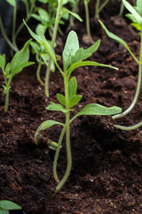 tomato seedlings growing from soil side view