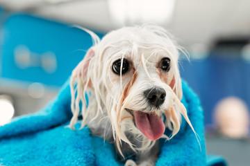 Close-up of a wet Bolonka Bolognese wrapped in a blue towel on a table at a veterinary clinic.  A...