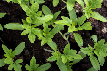a group of tomato seedlings growing from soil view from above 