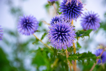 Purple burdock flower during his blossom time
