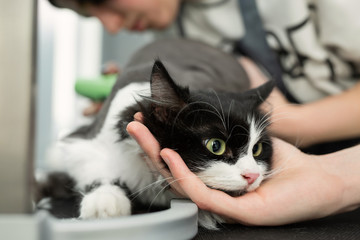 Cat grooming in pet beauty salon. Grooming master cuts and shaves a cat, cares for a cat. The vet...
