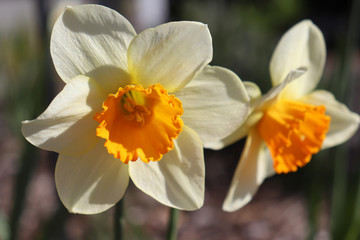 Closeup of white and orange daffodil among other daffofil flowers