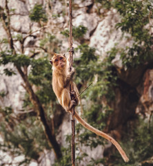 Wild monkey in Thailand eats corn
