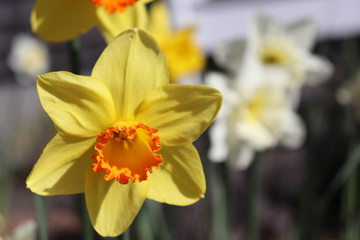 Closeup of yellow and orange daffodil among other daffofil flowers