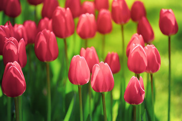 Selective focus on beautiful pink tulips at Keukenhof garden from Netherlands