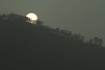 Obraz premium The sun hiding behind a forest of Canary Island pine Pinus canariensis at sunset with airborne dust. Alsandara Mountain. Gran Canaria. Canary Islands. Spain.