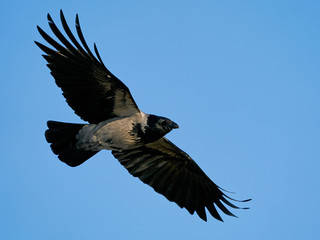 Hooded crow (Corvus cornix) in its natural habitat