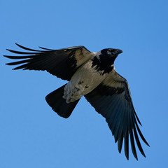 Hooded crow (Corvus cornix) in its natural habitat