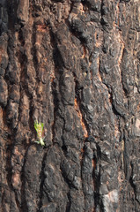 Sprout on burned trunk of Canary Island pine Pinus canariensis. Integral Natural Reserve of Inagua. Gran Canaria. Spain.