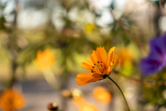 Orange colored flower - Mutisia - Exotic - Isolated