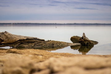 Fototapeta premium drift wood on a lake beach