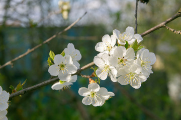 early spring cherry blossoms by the garden