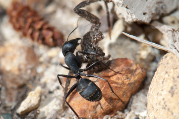 Ant Camponotus feae carrying a spider to the anthill. Integral Natural Reserve of Inagua. Gran Canaria. Canary Islands. Spain.