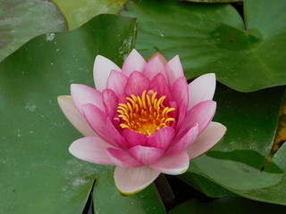 A sacred lotus, or Nelumbo nucifera, water lily, pink flower
