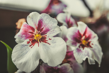pink and white flowers