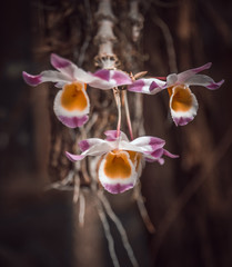 yellow orchid flower