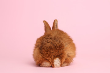 Adorable fluffy bunny on pink background, back view. Easter symbol